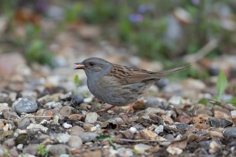 Dunnock (Prunella modularis) adult bird feeding on a garden shingle area, Suffolk, England, United