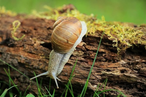 A snail crawls downwards over moss and tree bark in the grass, a Roman snail (Helix pomatia) on
