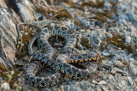 Coluber Hippocrepis, Hemorrhois Hippocrepis, Horseshoe Snake, Horseshoe Snake, Critters,