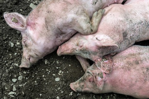 Pigs lie in front of the pigsty and sleep, Alpe Schlappold, Fellhorn, Oberstdorf, Oberallgäu,
