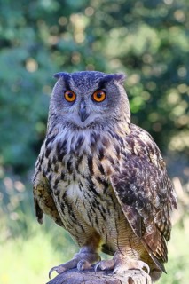 European eagle owl (Bubo bubo), perched on a post, Rhineland-Palatinate, Germany