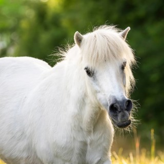 Pony, Shetland pony, mold, gelding, portrait, in the pasture, in the evening