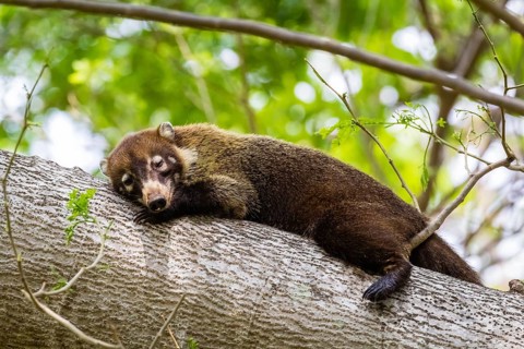Central America, Costa Rica, white-nosed coati, animals, mammals, (Nasua narica), resting, tree,