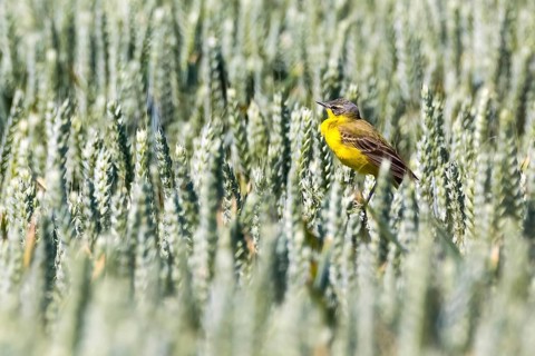Animals, birds, yellow wagtail, cornfield, (Motacilla flava)