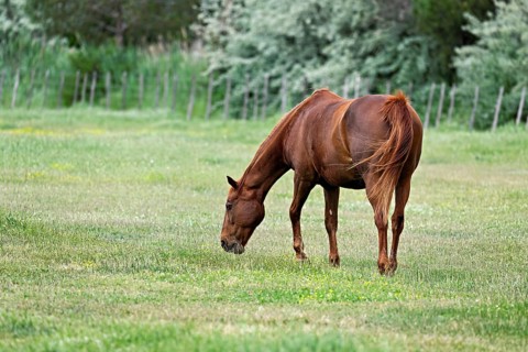 Horse (Equus caballus), mare grazing in a meadow, Saintes-Marie-de-la-Mer, Camargue, southern