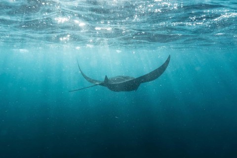 Underwater shot of manta rays with light rays, Komodo National Park, East Nusa-Tenggara, Indonesia