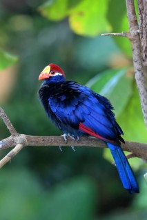 A bright blue bird with a red beak perched on a branch against a green background, the Shield