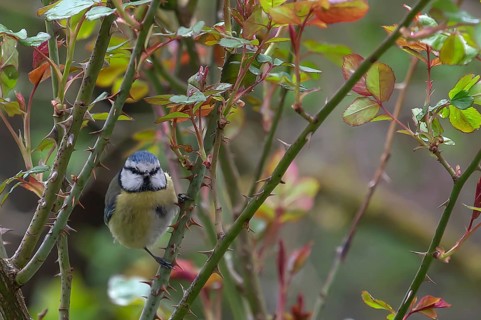 Blue tit (Cyanistes caeruleus) in a rose bush, Bavaria, Germany