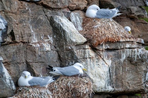 Black-legged Kittiwake, Black-legged Kittiwake, Norway, Rissa Tridactyla, Varanger, Birds,