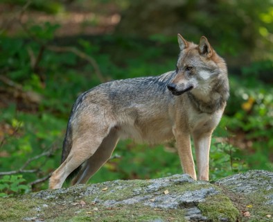 Wolf (Canis lupus) standing on a moss-covered rock and looking attentively, captive, Bavarian