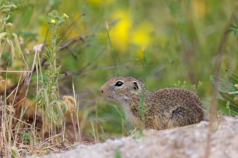 A young European ground squirrel (Spermophilus citellus) eats seats, leaves and flowers in a green