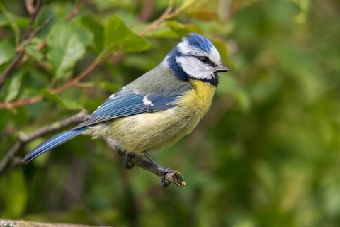 Blue tit, parus caeruleus, birds, tits, passeri, songbirds, songbirds, tits, birds