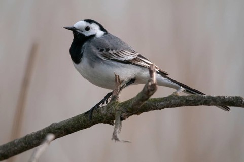 Wagtail, Motacilla Alba, White Wagtail, Birds, Passeri, Songbirds, Birds