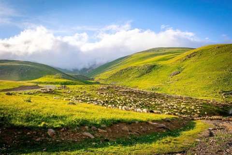 Flock of sheep in a countryside of Georgia surounded by scenic landscape.Georgia
