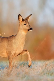 European roe deer (Capreolus capreolus), doe in winter, Lower Saxony, Germany