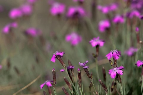 Caryophyllaceae, Cheddar Pink, Dianthus Gratianopolitanus, Rock Nails, Grenobler Carnation,