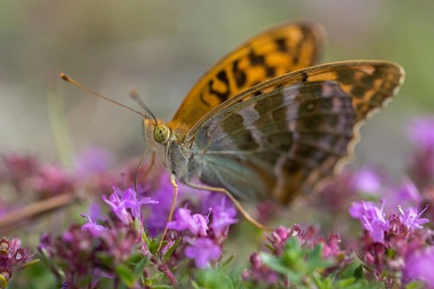 Argynnis Paphia, Kaisermantel, Silver-Washed Fritillary, Butterfly, Insects, Butterfly,