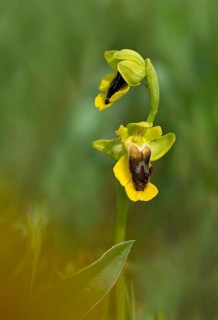 Yellow ragwort, granelli, Italy, ophrys lutea, orchidaceae, orchids, orchid plants, Pantani Cuba