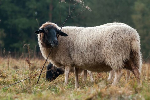 Artiodactyla, domestic sheep, even-toed ungulate, domestic sheep, Ovis Gmelini aries sspec.,