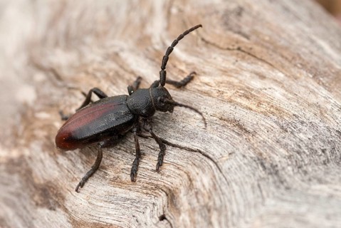 Dorcadion hybridum, Erbock spec.1, beetle, longhorn beetle, Greece, insects, insects, beetles