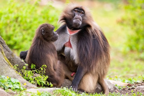 Gelada (Theropithecus gelada) male and female sitting together on the ground, captive, distribution