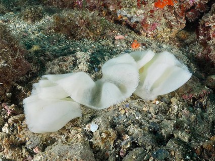 White spawn of the tortoise snail, the large flank-gilled snail (Pleurobranchus testudinarius), on
