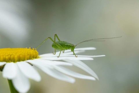 Speckled bush cricket (Leptophyes punctatissima) adult insect on an Oxeye daisy flower in summer,