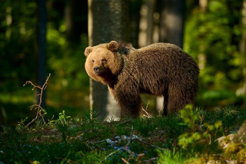 A bear standing in the sunlight amongst the trees in the forest, European brown bear (Ursus
