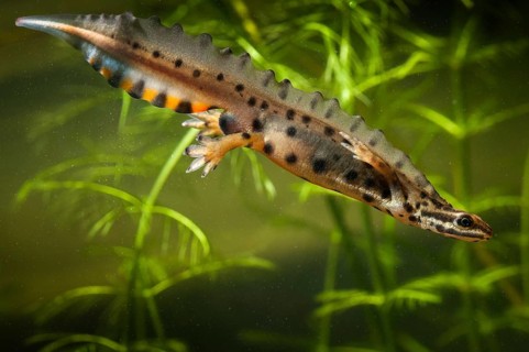Lissotriton vulgaris, smooth newt, triturus vulgaris, amphibians, amphibians, amphibians,