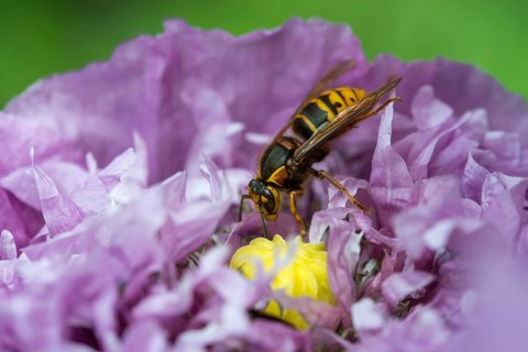 European hornet, hymenoptera, vespa crabro, hymenoptera, wasps, hornet, insects, insects