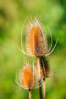Plants, Wild teasel (Dipsacus fullonum), Germany