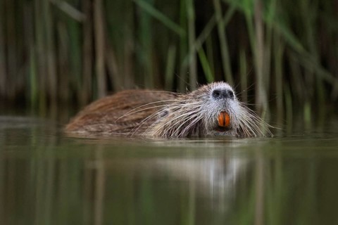 Nutria (Myocastor coypus), swimming in the water, Camargue, southern France, France