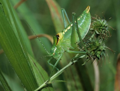 Franconian plumpscares, grasshoppers, isophya kraussii, Krauss's bush cricket, plopscares,