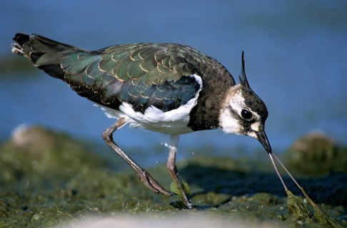 Lapwing, vanellus vanellus, birds, charadriiformes, limikolen, plovers, birds, waders, waders