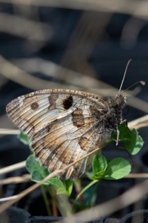 Alpine Witch, Mountain Witch, Chazara Briseis, Hermit, Steppe Porter, Butterfly, High Size,