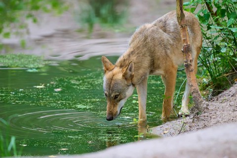 A wolf tilts its head to drink water from a pond in the forest, summer, wolf (Canis lupus), Germany