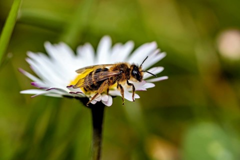 Close-up of a bee on a white daisy, a garden leaf-cutter bee near Herleshausen in Germany