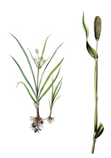 Earth almond, tiger nut, Cyperus esculentus and negro grain, pearl millet, Penicillaria spicata,