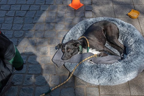Dog lying in a pillow in the pedestrian zone, Erlangen, Middle Franconia, Bavaria, Germany