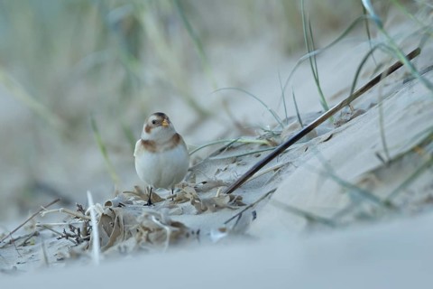 Snow bunting (Plectrophenax nivalis) adult bird searching for food on the edge of a sand dune on a