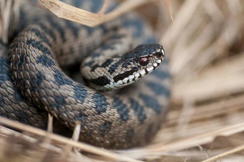 European adder, European viper, venomous snake, vipera berus, critters, poisonous reptilia,