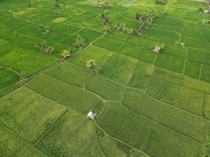 Default, aerial view of green rice paddies with small farmhouses and palm trees in between, aerial