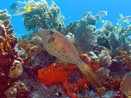 A tropical fish, the script filefish (Aluterus scriptus), swims above a colourful underwater