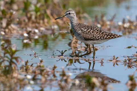 Bruchwasserlaeufer, tringa glareola, wood sandpiper, birds, charadriiformes, limikolen, snipe