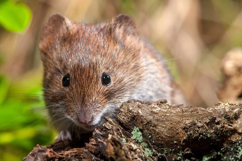 Bank vole, Clethrionomys glareolus, myodes glareolus, rodents, rodentia, rubella, forest vole,