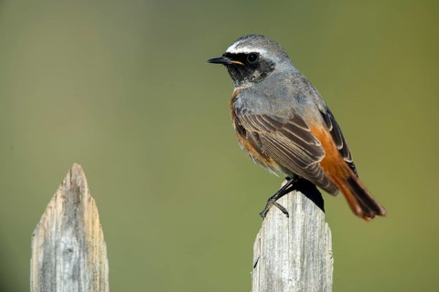 Garden redtail, Phoenicurus phoenicurus, redstart, birds, garden fence, garden birds, garden fence,