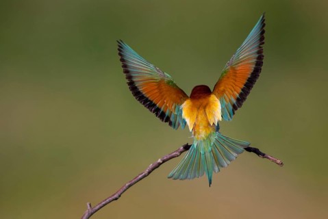 Bee-eaters, bee-eaters, coraciiformes, merops apiasters, birds, Bulgaria, leo, meropidae, spider,