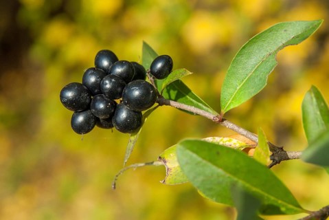 European privet, privet, privet, ligustrum vulgare, oleaceae, autumn, common privet, flora, fruits,