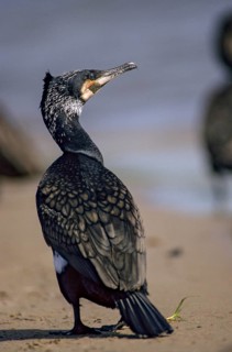 Black shag, cormorant, phalacrocorax carbo, birds, breeding plumage, brood dress, high size,