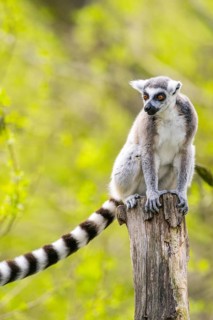 Ring-tailed lemur (Lemur catta) sitting on an old tree trunk, captive, Germany